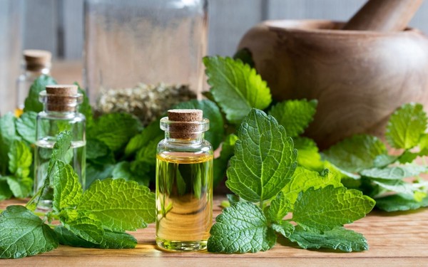 lemon-balm-herb-with-essential-oil-bottle-600.jpeg